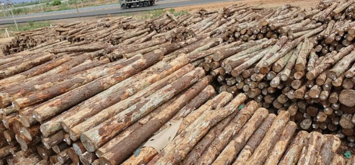 Imported timber logs