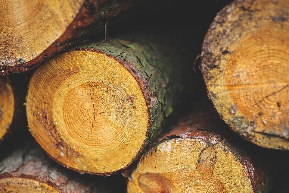 Southern Yellow Pine timber — high-density structural softwood, Ashok Aggarwal & Sons, India