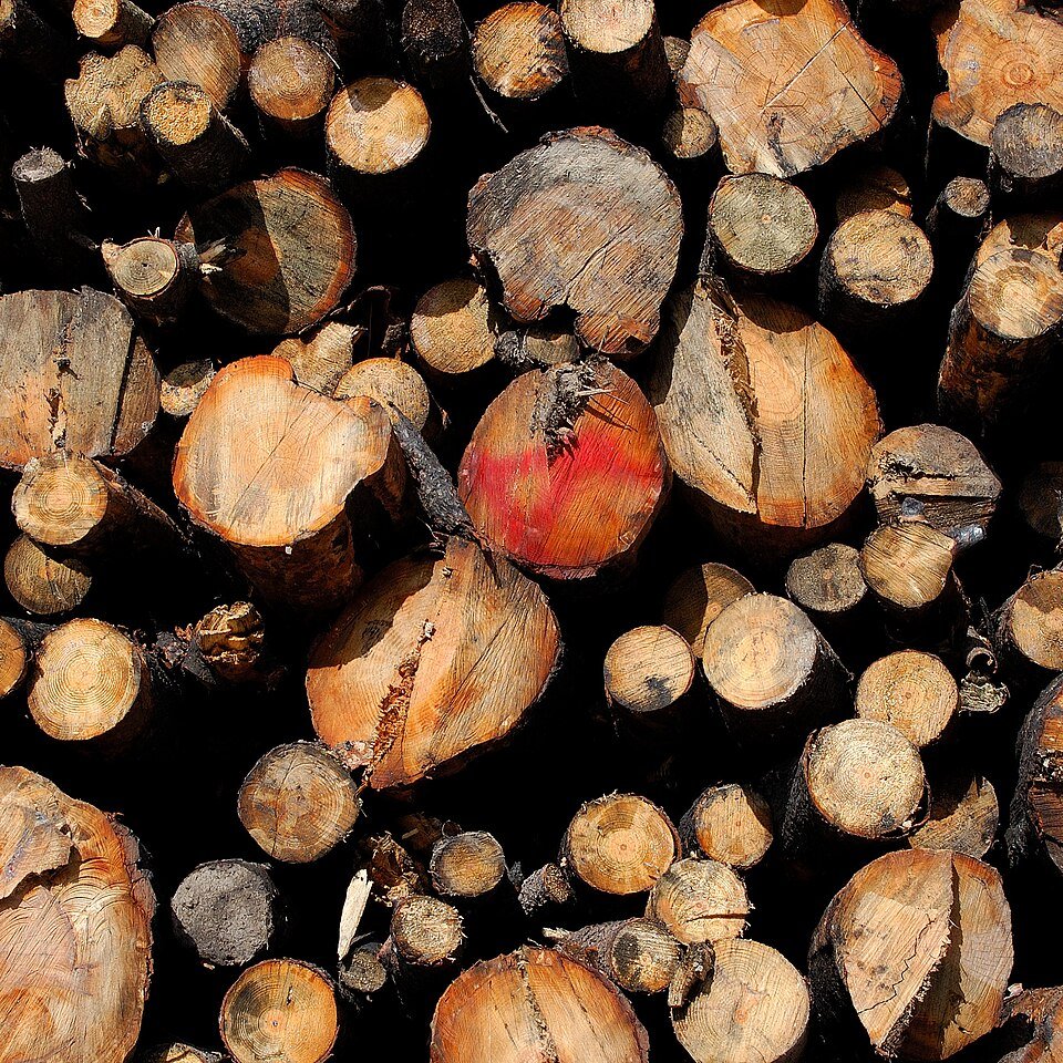 Uruguay Pine timber — certified plantation softwood, Ashok Aggarwal & Sons, direct importers India